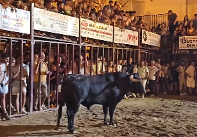 Larguísimo encierro de casi 13 minutos esta pasada madrugada en Torrejoncillo